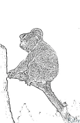 koala Coloring Pages To Print